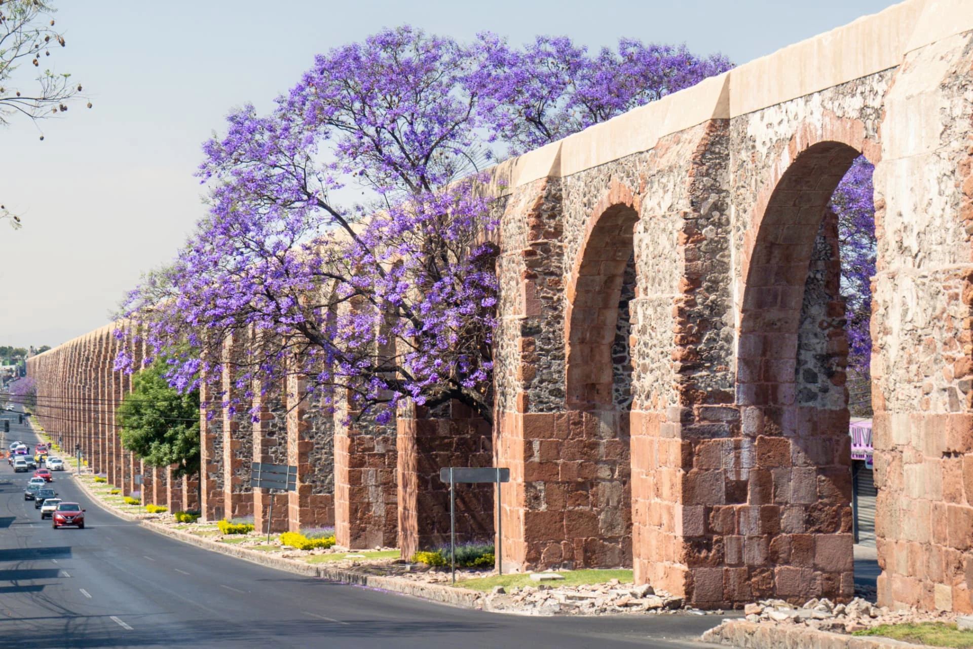 Acueducto de Querétaro junto a jacarandas en flor
